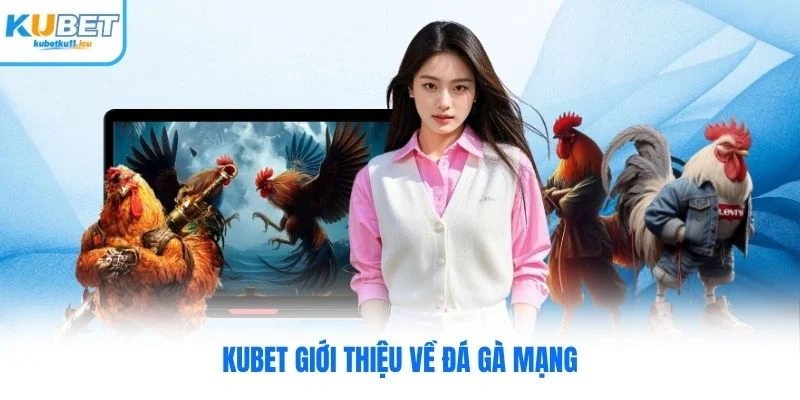 Kubet giới thiệu về đá gà mạng Kubet